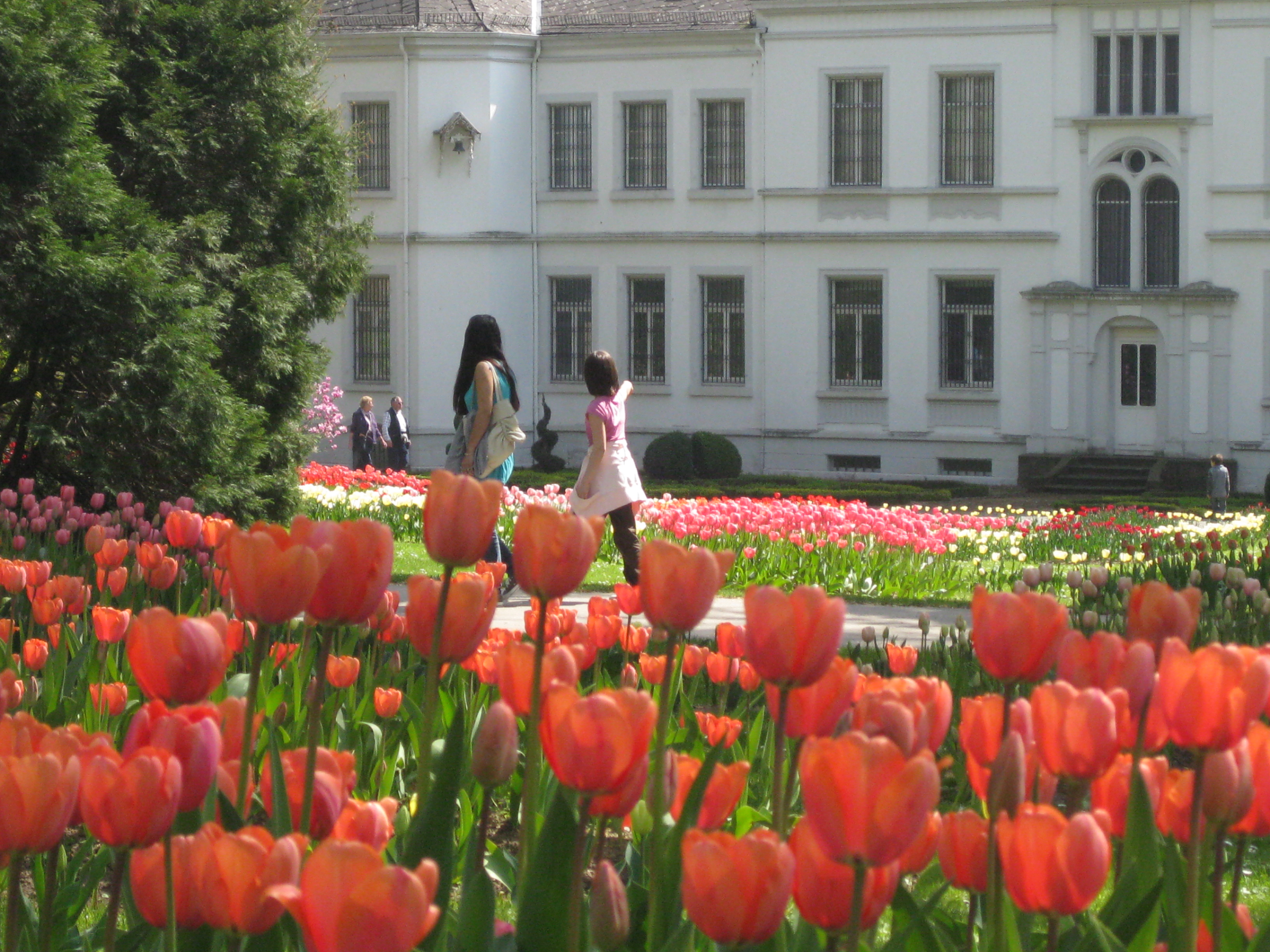 Bild vom Beitrag Tulpenabverkauf im Stadtpark Lahr